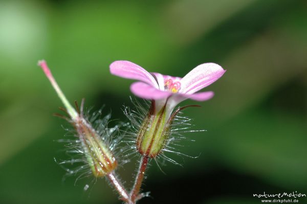 Ruprechts Storchschnabel, Stinkender Storchschnabel, Geranium robertianum, Geraniaceae, Blüte und Fruchtknoten, Göttingen, Deutschland