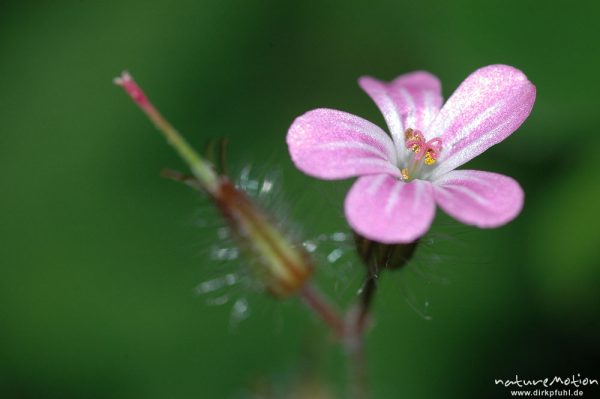 Ruprechts Storchschnabel, Stinkender Storchschnabel, Geranium robertianum, Geraniaceae, Blüte und Fruchtknoten, Göttingen, Deutschland