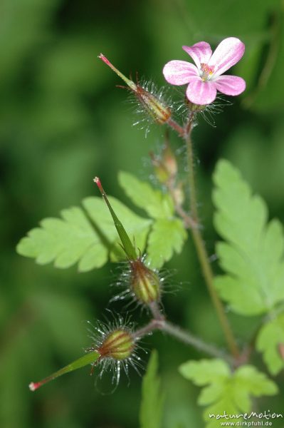 Ruprechts Storchschnabel, Stinkender Storchschnabel, Geranium robertianum, Geraniaceae, Blüte und Fruchtknoten, Blätter, Göttingen, Deutschland