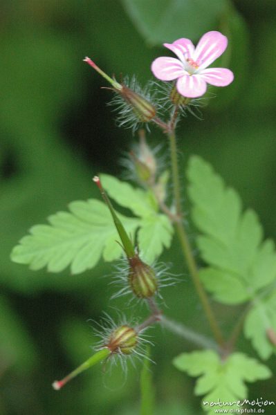 Ruprechts Storchschnabel, Stinkender Storchschnabel, Geranium robertianum, Geraniaceae, Blüte und Fruchtknoten, Blätter, Göttingen, Deutschland