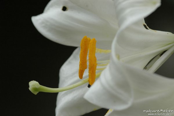 Lilienblüte mit Staubfäden, Göttingen, Deutschland