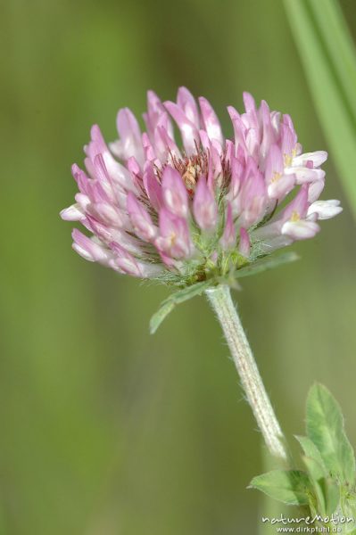 Wiesen-Klee, Rot-Klee, Trifolium pratense, Fabaceae, Blütenstand, Göttingen, Deutschland