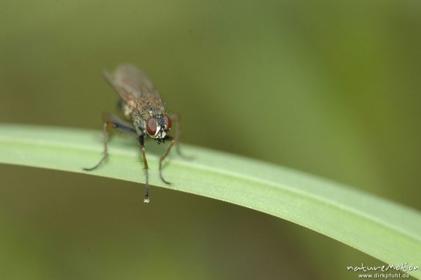 Fliege auf Grashalm, Göttingen, Deutschland