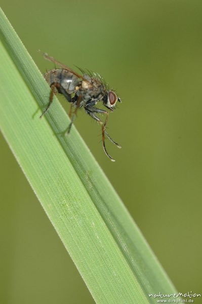 Fliege auf Grashalm, Göttingen, Deutschland