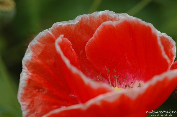 Klatsch-Mohn, Papaver rhoeas, Papaveraceae, ?, Blüte, Kronblätter mit weißem Rand, Gut Herbigshagen/Duderstadt, Deutschland