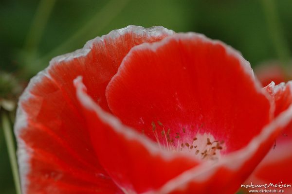 Klatsch-Mohn, Papaver rhoeas, Papaveraceae, ?, Blüte, Kronblätter mit weißem Rand, Gut Herbigshagen/Duderstadt, Deutschland