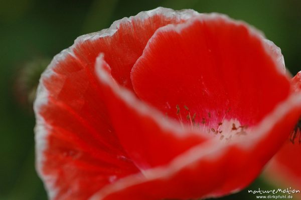 Klatsch-Mohn, Papaver rhoeas, Papaveraceae, ?, Blüte, Kronblätter mit weißem Rand, Gut Herbigshagen/Duderstadt, Deutschland