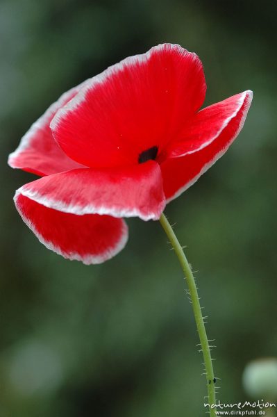 Klatsch-Mohn, Papaver rhoeas, Papaveraceae, ?, Blüte, Kronblätter mit weißem Rand, Gut Herbigshagen/Duderstadt, Deutschland