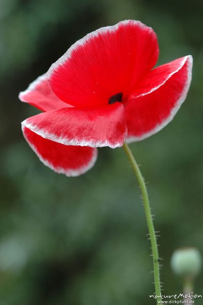 Klatsch-Mohn, Papaver rhoeas, Papaveraceae, ?, Blüte, Kronblätter mit weißem Rand, Gut Herbigshagen/Duderstadt, Deutschland