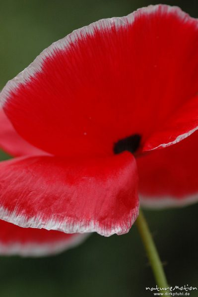 Klatsch-Mohn, Papaver rhoeas, Papaveraceae, ?, Blüte, Kronblätter mit weißem Rand, Gut Herbigshagen/Duderstadt, Deutschland