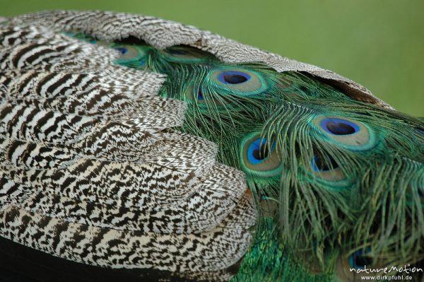 Pfau, Blauer Pfau, Pavo cristatus, Phasianidae, Männchen, Federn mit Augen, Gut Herbigshagen/Duderstadt, Deutschland