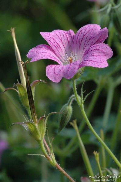 Garten-Geranium, Geranie, Geranium spec., Geraniaceae, Blüte und Frucht, Göttingen, Deutschland