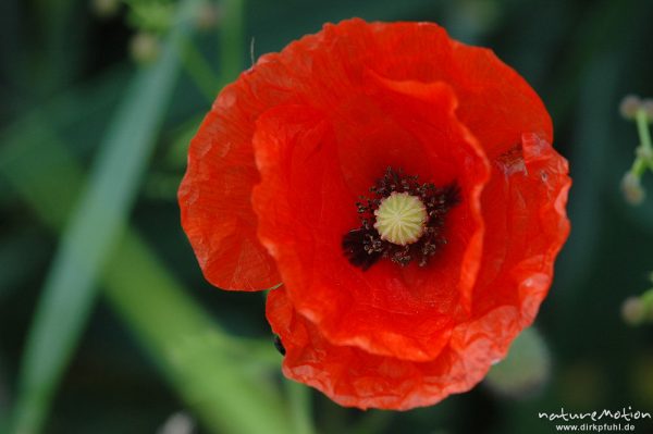 Klatsch-Mohn, Papaver rhoeas, Papaveraceae, Blüte in Aufsicht, Fruchtknoten, Göttingen, Deutschland