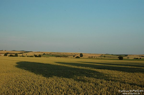 Weizenfeld mit Baumschatten, Diemarden, Göttingen, Deutschland