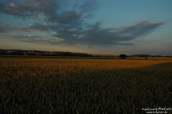 Weizenfeld und Abendwolken, Niedernjesa, Göttingen, Deutschland