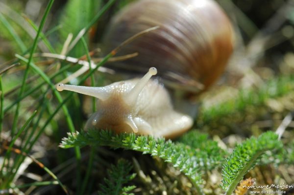 Weinbergschnecke, Helix pomatia, Helicidae, Müritz-Exkursion, Mecklenburger Seen, Deutschland