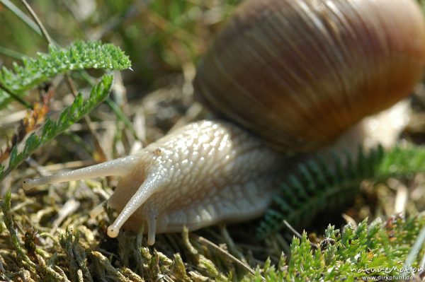 Weinbergschnecke, Helix pomatia, Helicidae, Müritz-Exkursion, Mecklenburger Seen, Deutschland