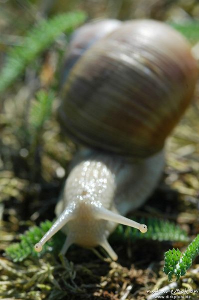 Weinbergschnecke, Helix pomatia, Helicidae, Müritz-Exkursion, Mecklenburger Seen, Deutschland