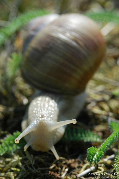 Weinbergschnecke, Helix pomatia, Helicidae, Müritz-Exkursion, Mecklenburger Seen, Deutschland