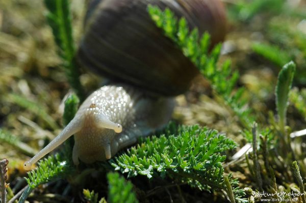 Weinbergschnecke, Helix pomatia, Helicidae, Müritz-Exkursion, Mecklenburger Seen, Deutschland