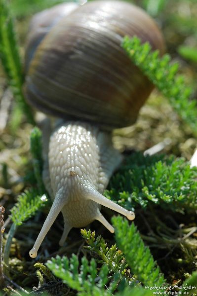 Weinbergschnecke, Helix pomatia, Helicidae, Müritz-Exkursion, Mecklenburger Seen, Deutschland