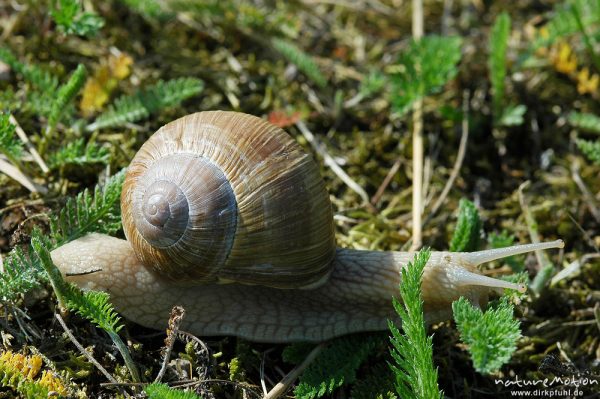 Weinbergschnecke, Helix pomatia, Helicidae, Müritz-Exkursion, Mecklenburger Seen, Deutschland