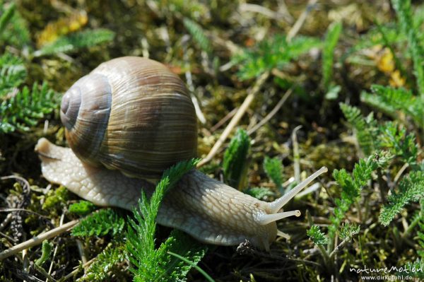 Weinbergschnecke, Helix pomatia, Helicidae, Müritz-Exkursion, Mecklenburger Seen, Deutschland