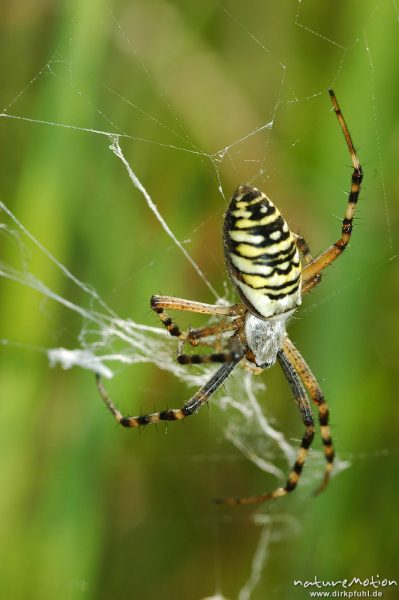 Wespenspinne, Argiope bruenechii, Araneidae, im Netz, Müritz-Exkursion, Mecklenburger Seen, Deutschland