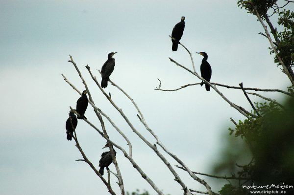 Kormoran, Phalacrocorax carbo, Phalacrocoracidae, auf kahlem Baum, Müritz-Exkursion, Mecklenburger Seen, Deutschland
