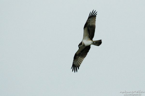 Fischadler, Pandion haliaetu, Pandionidae, im Flug, Müritz-Exkursion, Mecklenburger Seen, Deutschland