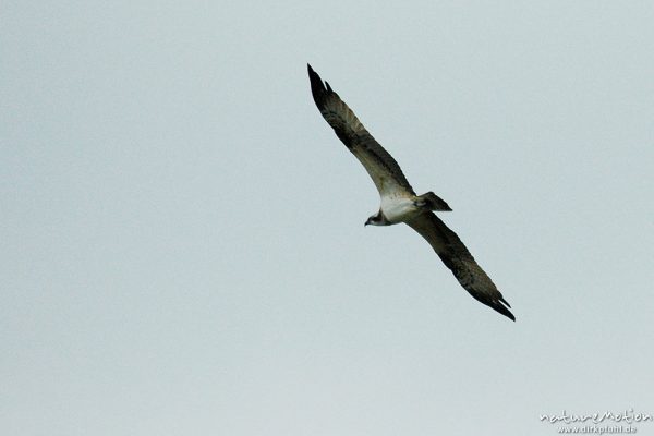 Fischadler, Pandion haliaetu, Pandionidae, im Flug, Müritz-Exkursion, Mecklenburger Seen, Deutschland