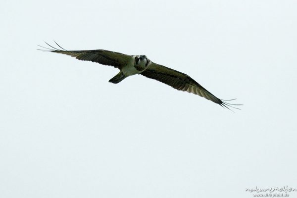 Fischadler, Pandion haliaetu, Pandionidae, im Flug, Müritz-Exkursion, Mecklenburger Seen, Deutschland