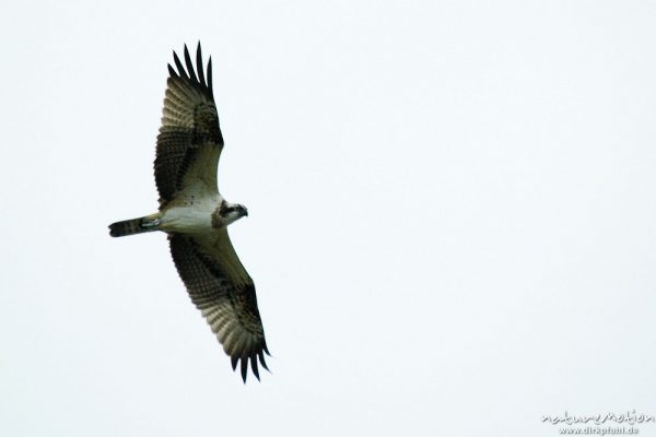 Fischadler, Pandion haliaetu, Pandionidae, im Flug, Müritz-Exkursion, Mecklenburger Seen, Deutschland