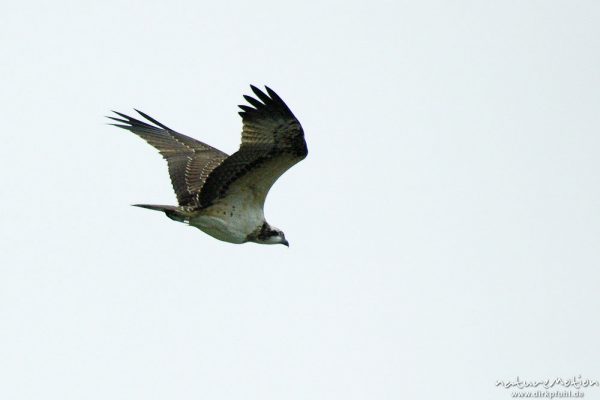 Fischadler, Pandion haliaetu, Pandionidae, im Flug, Müritz-Exkursion, Mecklenburger Seen, Deutschland