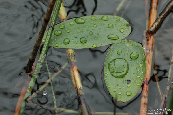 Regentropfen auf Froschlöffelblättern (Gewöhnlicher Froschlöffel, Alisma plantago-aquatica, Alismataceae), Teich in Paradisbakkerne, Bornholm, Dänemark