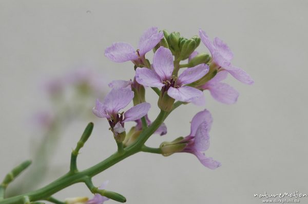 Europäische Meersenf, Cakile maritima, Brassicaceae, Blütenstand, Dueodde, Bornholm, Dänemark