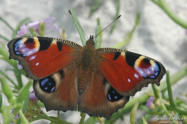 Tagpfauenauge, Inachis io, Nymphalidae, auf Meersenf-Blüte, Dueodde, Bornholm, Dänemark