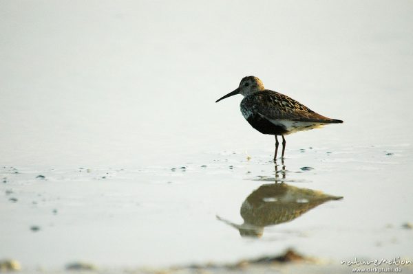 Alpenstrandläufer, Calidris alpina, Scolopacidae, Dueodde, Bornholm, Dänemark