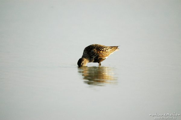 Alpenstrandläufer, Calidris alpina, Scolopacidae, Dueodde, Bornholm, Dänemark