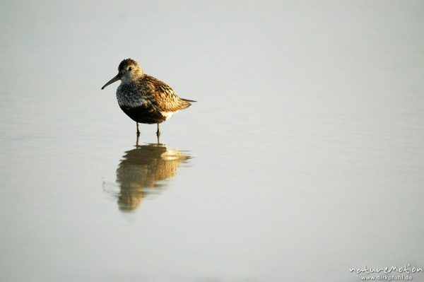 Alpenstrandläufer, Calidris alpina, Scolopacidae, Dueodde, Bornholm, Dänemark