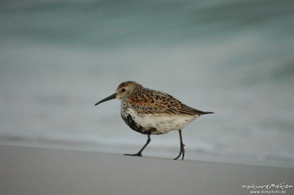 Alpenstrandläufer, Calidris alpina, Scolopacidae, auf Nahrungssuche, Dueodde, Bornholm, Dänemark