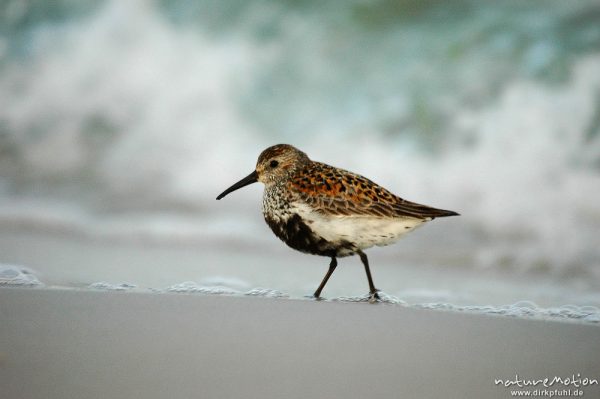 Alpenstrandläufer, Calidris alpina, Scolopacidae, auf Nahrungssuche, Dueodde, Bornholm, Dänemark