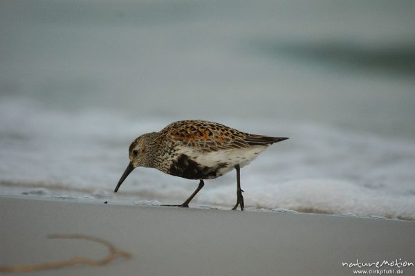 Alpenstrandläufer, Calidris alpina, Scolopacidae, auf Nahrungssuche, Dueodde, Bornholm, Dänemark