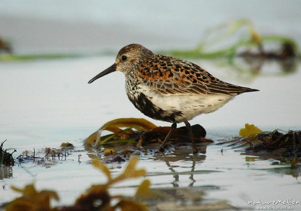 Alpenstrandläufer, Calidris alpina, Scolopacidae, auf Nahrungssuche, Dueodde, Bornholm, Dänemark