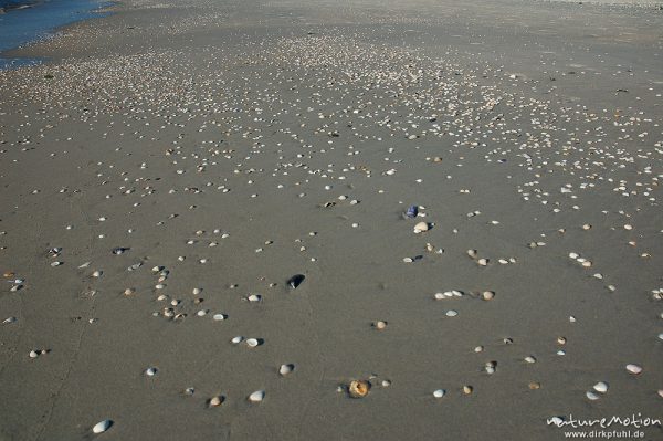 Muschelschalen im Sand, Treibgut, Amrum, Amrum, Deutschland