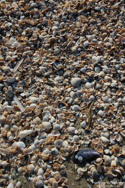 Muschelschalen im Sand, Treibgut, Amrum, Amrum, Deutschland