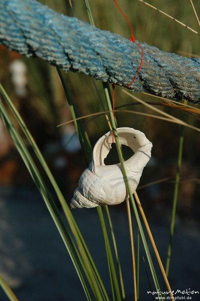 Wellhornschnecke, Buccinum undatum, Buccinidae, Gehäuse als Teil von Kunstwerk aus Treibgut, Amrum, Amrum, Deutschland