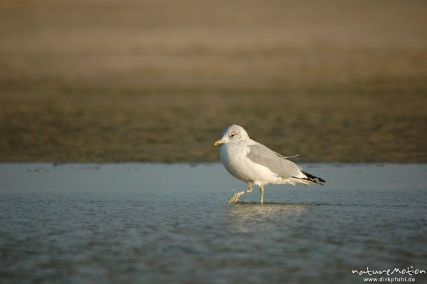 Sturmmöwe, Larus canus, Larida, gehend in Priel, Amrum, Amrum, Deutschland