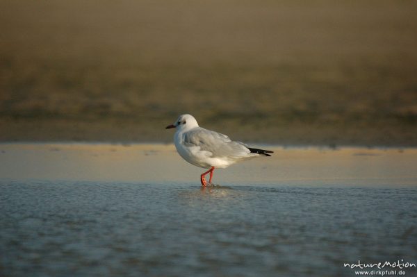 Lachmöwe, Larus ridibundus, Laridae, gehend in Priel, Amrum, Amrum, Deutschland