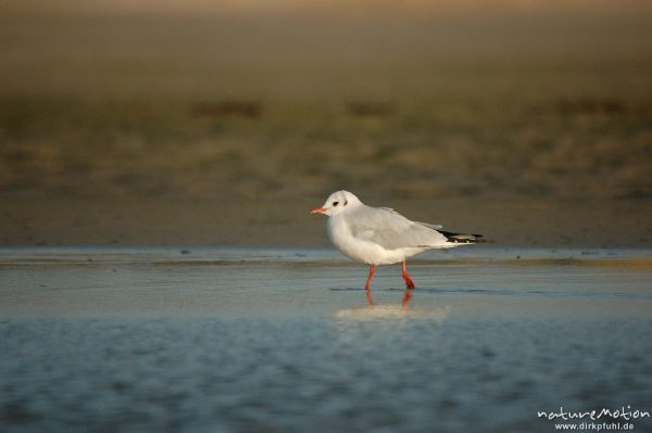 Lachmöwe, Larus ridibundus, Laridae, gehend in Priel, Amrum, Amrum, Deutschland